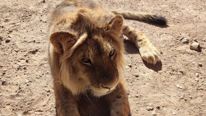 Ven alza en posesión de animales exóticos en Aguascalientes