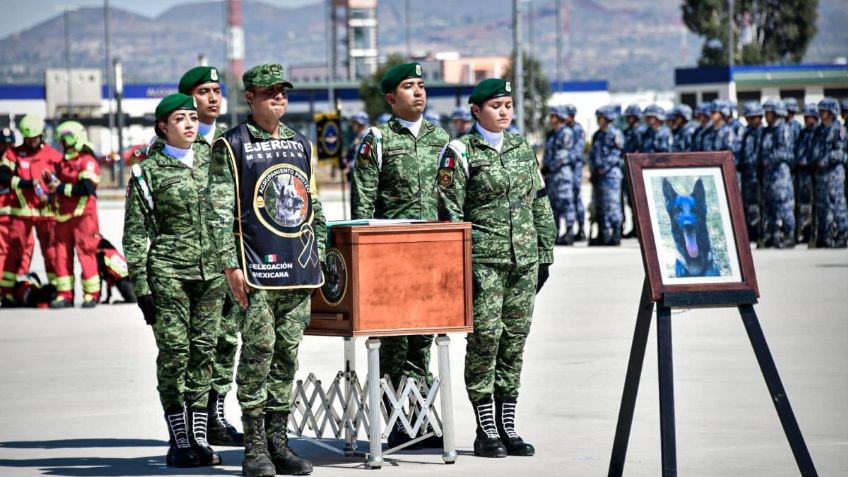 Proteo llega a México: rescatistas rinden un emotivo homenaje al perrito en el AIFA