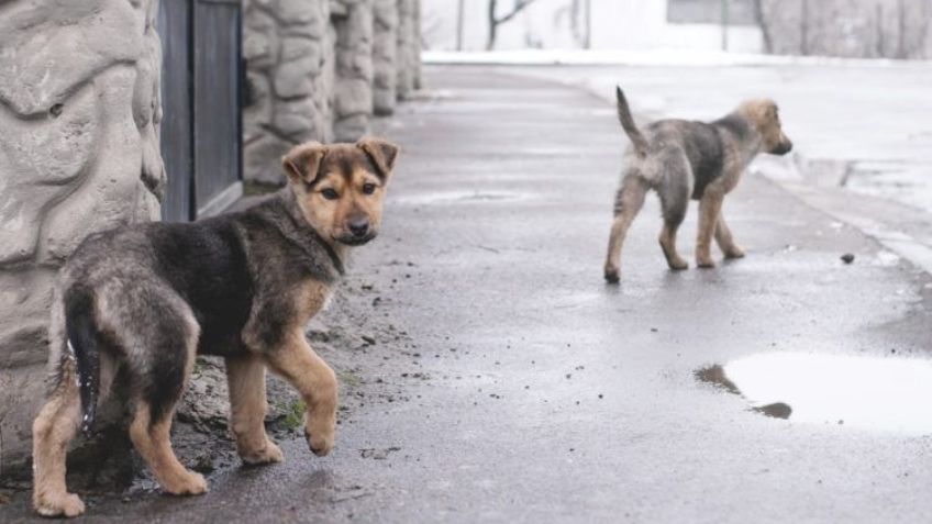 Desde el Congreso del Estado buscan que ya no se sacrifiquen animales callejeros