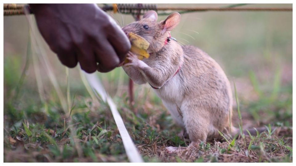 Con su pequeño tamaño de casi 50 cm estas heroínas tienen la habilidad de desplazarse en lugares de difícil acceso para los humanos