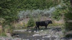 Aprueban plan para matar a vacas ferales que amenazan la vida silvestre