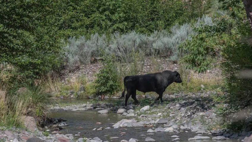 Aprueban plan para matar a vacas ferales que amenazan la vida silvestre