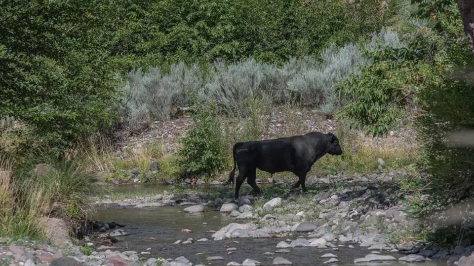 El ganado feral pone en riesgo el balance ambiental.