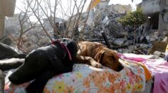 VIDEO: así detectan personas con vida los perritos rescatistas a 12 días del sismo en Turquía