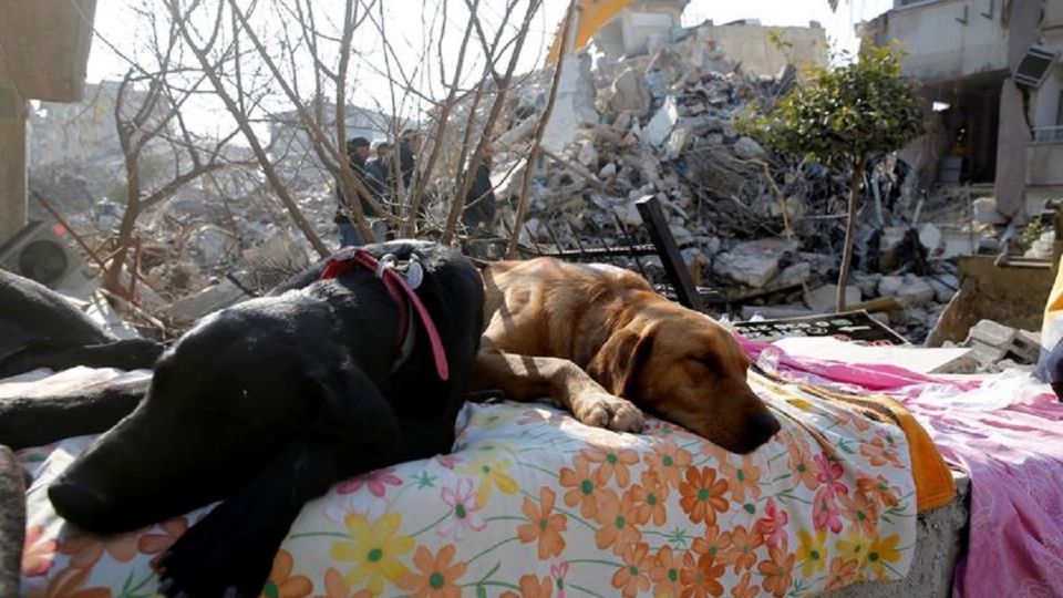 Perritos rescatistas duermen antes de continuar con las labores de búsqueda.