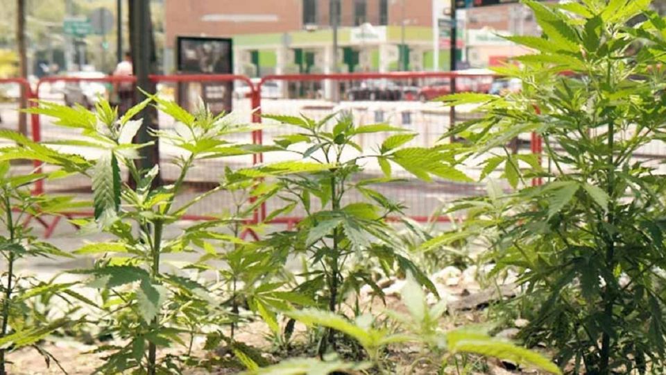 El Jardín Pasteur había sido tomado hace tres años por activistas por la despenalización de la marihuana