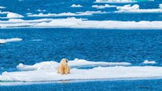 ¿Cómo se retroalimenta el cambio climático? Estudio revela lo peligroso que podría ser