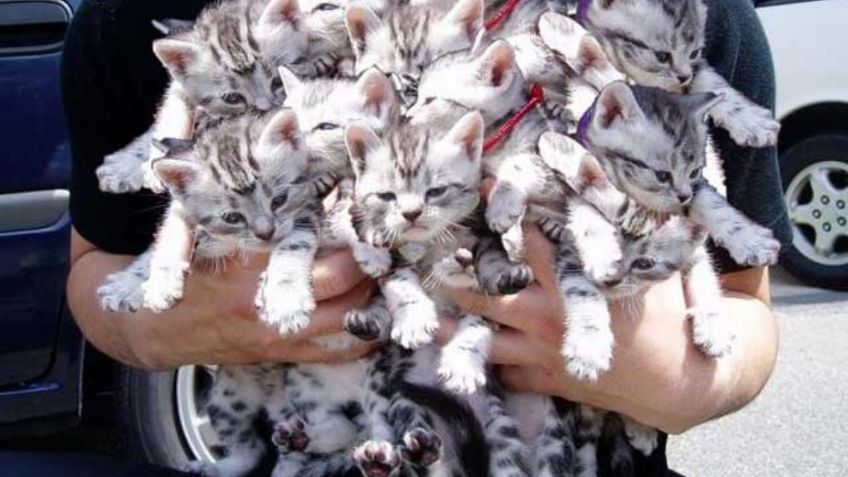 Crueldad de la humanidad: hallan en Vietnam 2 mil gatos muertos destinados para hacer remedios con sus huesos