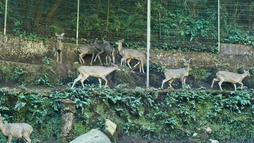 Cuajimalpa se consagra como la primera demarcación que brinda protección y conservación a la vida silvestre