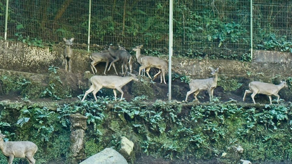 Los venados cola blanca son el atractivo del Bosque Desierto de los Leones