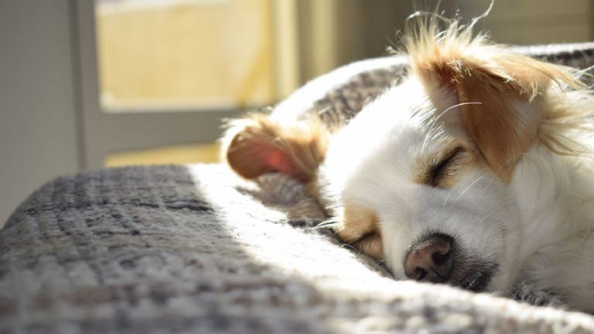 Perros: este es el verdadero significado de los bostezos de tu mascota