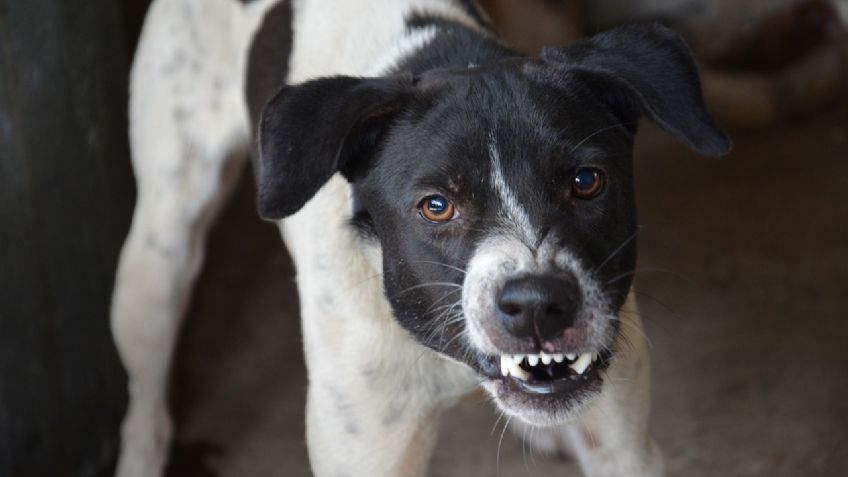 Brutal ataque: un perro mutiló a una abuelita y a su nieto de 12 años