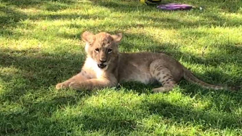 Se disparan visitas al parque Rodolfo Landeros por el león Nino