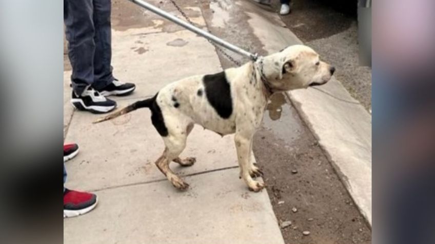 En los huesos, encadenada y abandonada: así rescataron a una perrita pitbull en Sonora