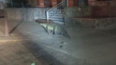 VIDEO: un cocodrilo desata el pánico en Manzanillo, caminaba por la calle en la madrugada