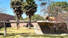 Zoológico de Aragón logra recuperación exitosa de leones rescatados por Profepa