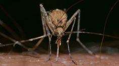 La malaria se expande: el cambio climático y los supermosquitos son los responsables