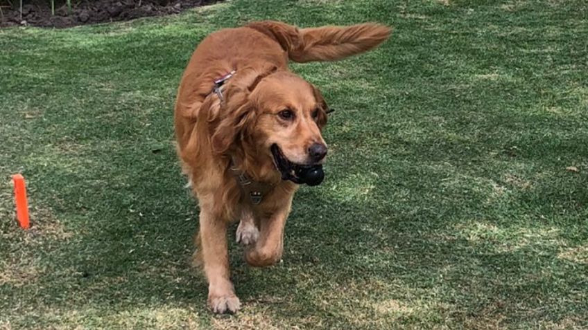 Lucas, el perrito guardián que detecta bombas en la Cámara de Diputados, se jubila: dio su último rondín