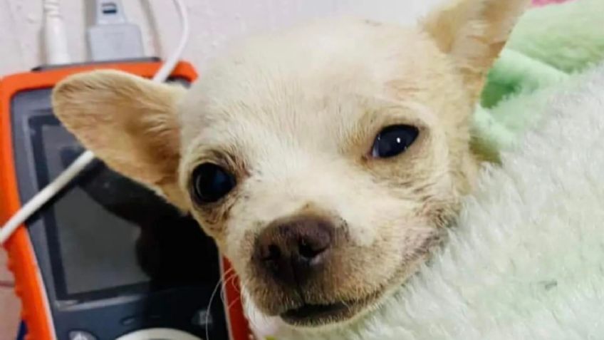 "Descansa, héroe": muere Pincky, el perrito chihuahua que fue atacado tras defender a su familia de un asalto