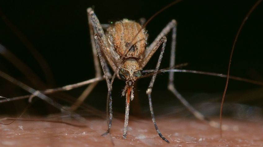 La malaria se expande: el cambio climático y los supermosquitos son los responsables