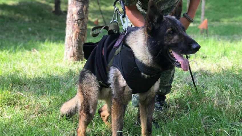 Perrito rescatista se gana el corazón de Turquía: Estambul tendrá monumento de "Proteo"