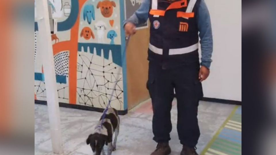 El Centro de Transferencia Canina (CTC) del Metro es un espacio para el cuidado integral de los canes que son rescatados en las zonas de vías de las 12 Líneas