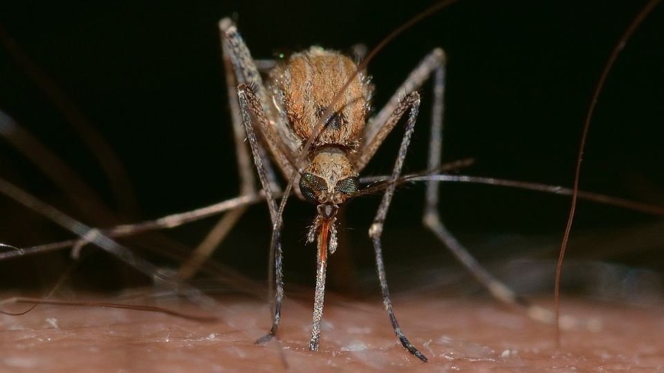 El mosquito anopheles se expande por el mundo.