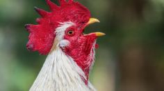 Un abuelito murió tras el brutal ataque de un gallo agresivo, ya había tratado de lastimar a su nieta