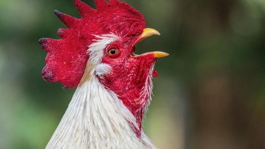 Un abuelito murió tras el brutal ataque de un gallo agresivo, ya había tratado de lastimar a su nieta