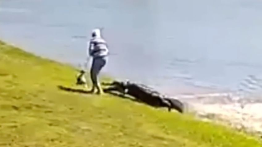 FUERTE VIDEO: el escalofriante momento en que un caimán ataca a una abuelita y su perro en Florida