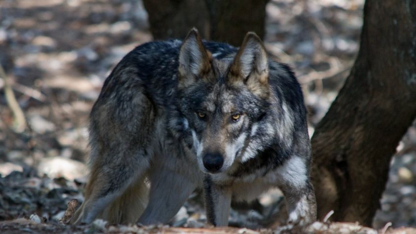 Atrapan a lobo que deambulaba por las calles de Aragón