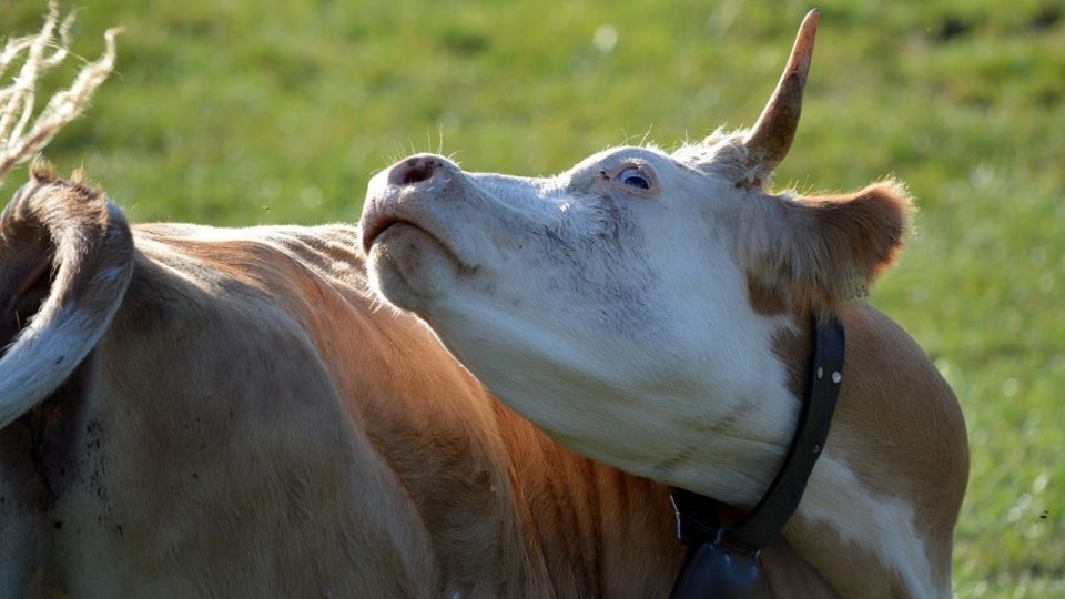 La vaca de 9 años fue sacrificada y su cadáver fue incinerado