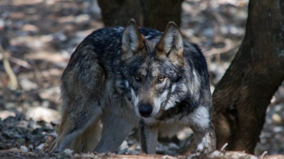 Lobo gris mexicano