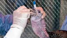 ¿Se acerca la próxima pandemia? Ya hay más casos de gripe aviar H5N1 en humanos tras la muerte de una niña