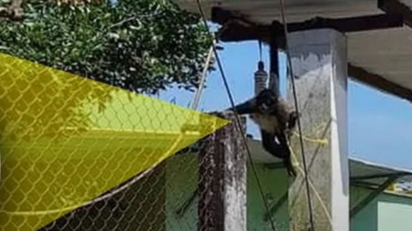 ¡Todo un gánster! Monito ingresa a vivienda y ataca a familia; lo capturan y se escapa