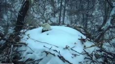 VIDEO: Un águila calva incuba sus huevos estando enterrada en la nieve tras fuerte tormenta