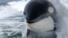 VIDEO | Impresionante: captan a orcas nadando y jugando en aguas de Sonora