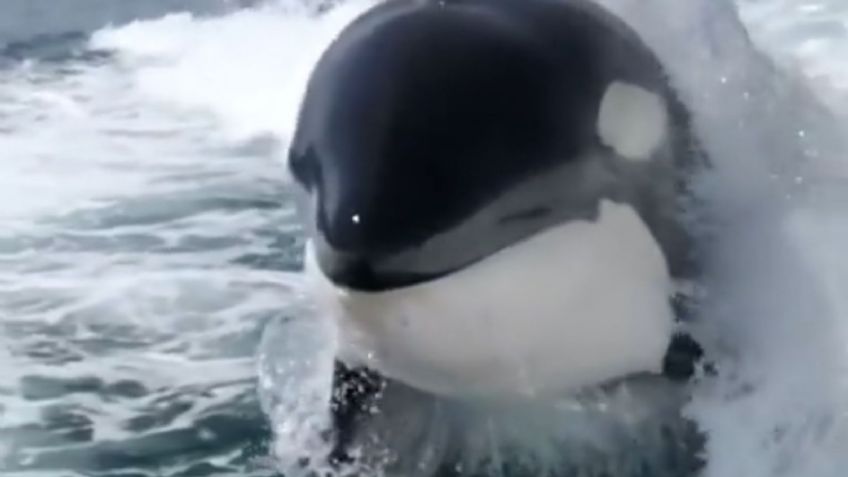 VIDEO | Impresionante: captan a orcas nadando y jugando en aguas de Sonora