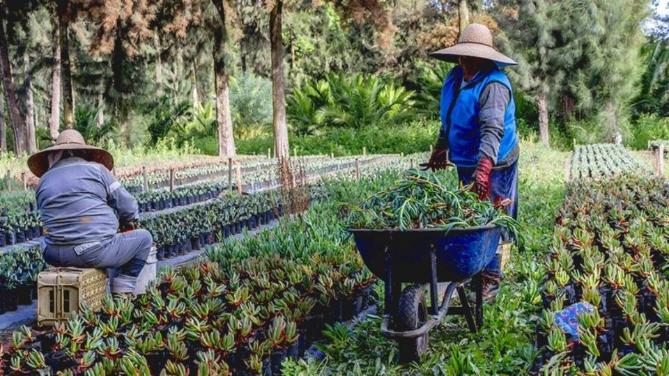 El programa Altepétl 2023 'Bienestar para el Bosque' está por arrancar