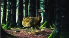 El ambicioso plan para traer a la vida al pájaro Dodo: se extinguió antes de 1700