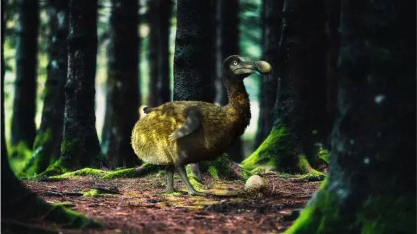 El ambicioso plan para traer a la vida al pájaro Dodo: se extinguió antes de 1700