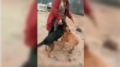 VIDEO | Mujer se reencuentra con sus perritos, quienes sobrevivieron a los incendios forestales de Chile