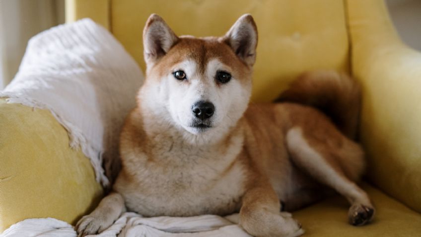 Mascotas: así puedes quitar el pelo de tus sillones