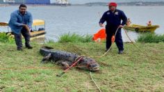 FOTO | ¿De paseo en la ciudad? Capturan a un cocodrilo gigante en Coatzacoalcos