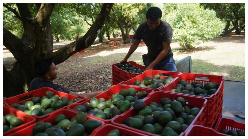 EU reanuda la inspección de aguacate en Michoacán