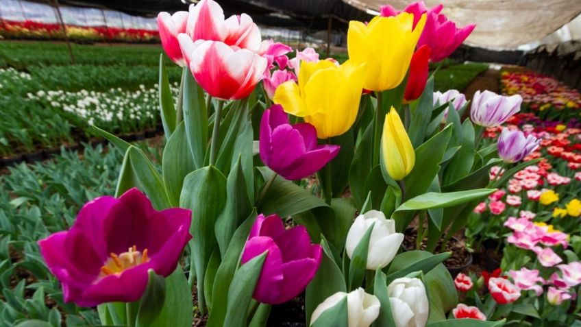 Floricultores del Suelo de Conservación invitan a comprar tulipanes