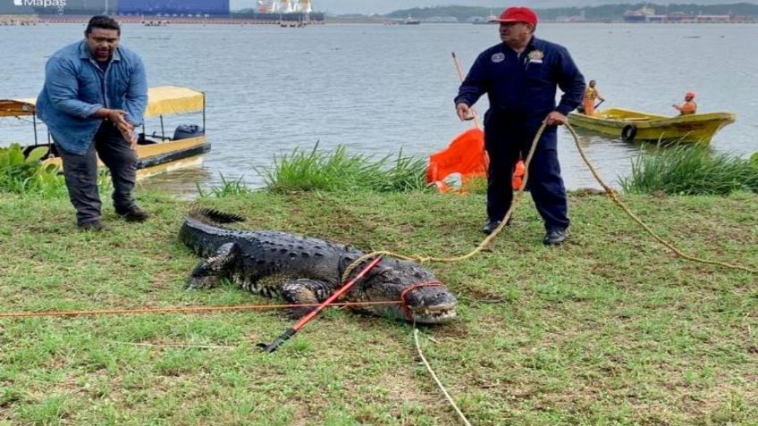 FOTO | ¿De paseo en la ciudad? Capturan a un cocodrilo gigante en Coatzacoalcos