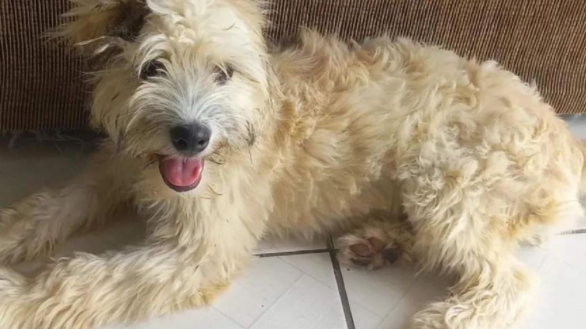 Sorpresa peluda: compraron un sillón usado y encontraron una perrita abandonada adentro