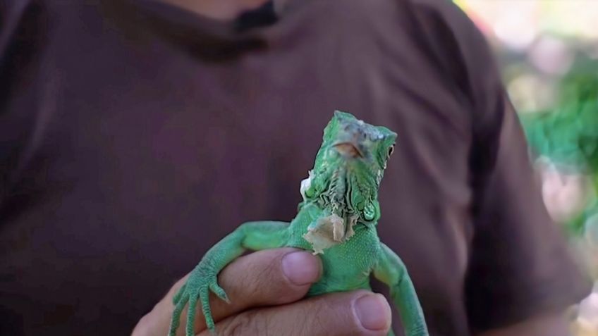 Lucha por salvar a la iguana oaxacana que está en peligro de extinción