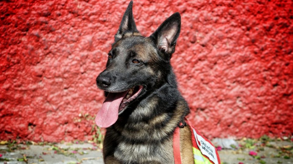 Seis perros rescatistas viajan a la zona de desastre en Turquía y Siria.